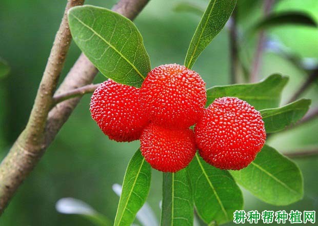 杨梅树种植多少年可以结果? 杨梅树种植多少年可以结果?