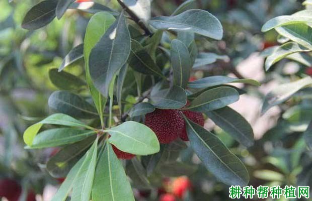 杨梅树种植多少年可以结果? 杨梅树种植多少年可以结果?