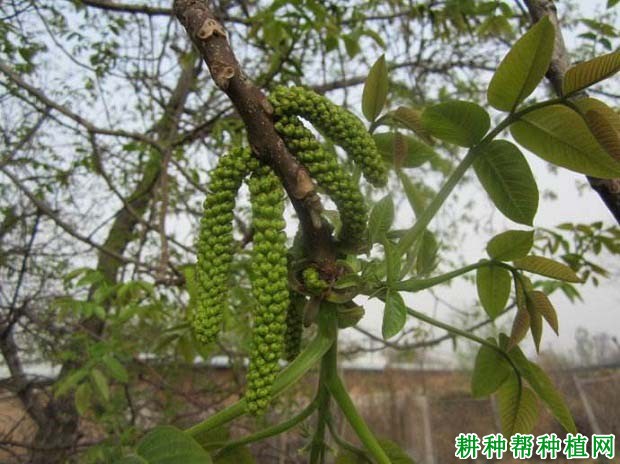 核桃树什么时候施肥**? 核桃树什么时候施肥**?