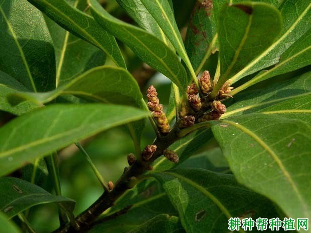 杨梅的开花习性是怎么样? 杨梅的开花习性是怎么样?