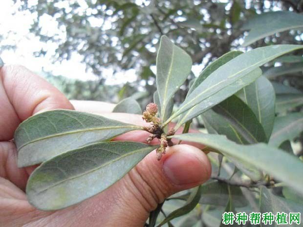 杨梅的芽和枝梢有什么特点? 杨梅的芽和枝梢有什么特点?