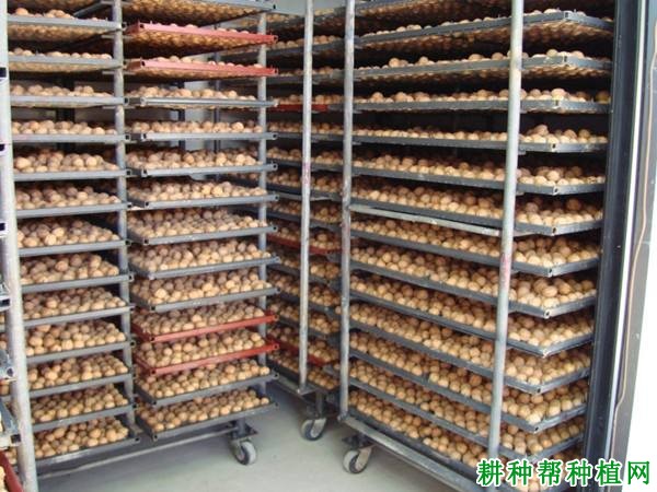 核桃采摘后怎样处理? 核桃采摘后怎样处理?
