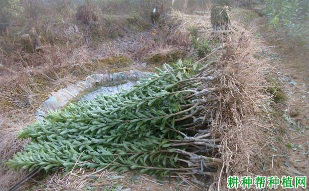 杨梅的根系有什么特点? 杨梅的根系有什么特点?