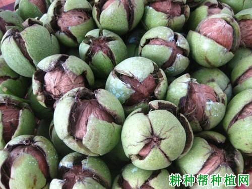 核桃采摘后怎样处理? 核桃采摘后怎样处理?