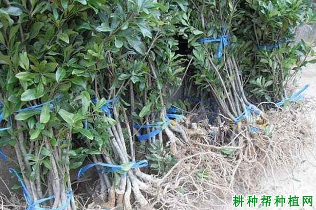 杨梅的根系有什么特点? 杨梅的根系有什么特点?