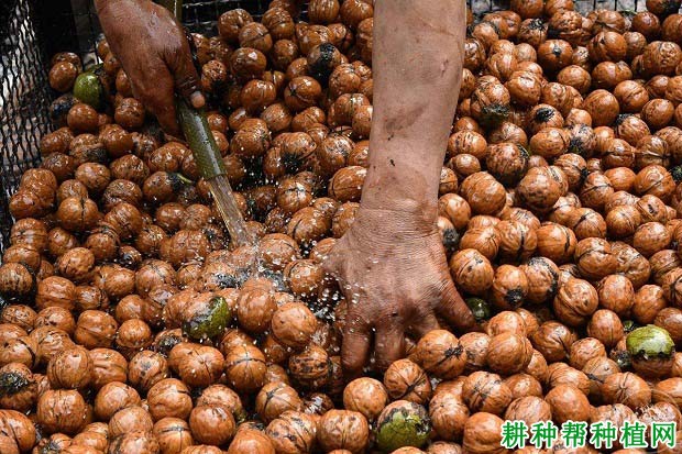 核桃采摘后怎样处理? 核桃采摘后怎样处理?