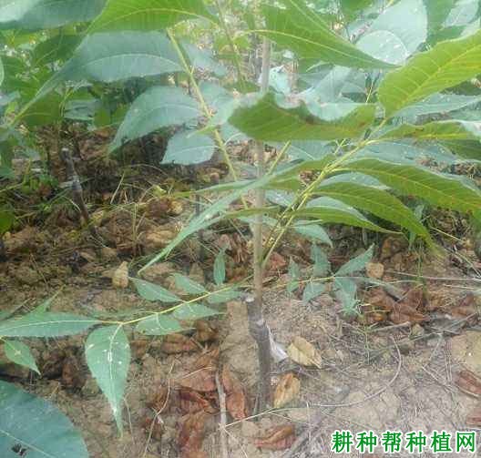 核桃什么时间种植,行距株距是多少? 核桃什么时间种植,行距株距是多少?