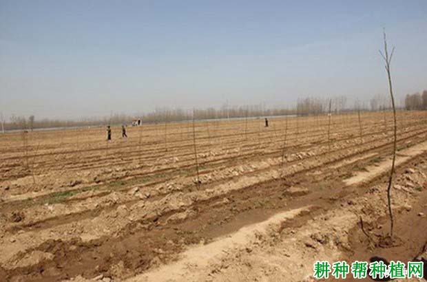 核桃什么时间种植,行距株距是多少? 核桃什么时间种植,行距株距是多少?