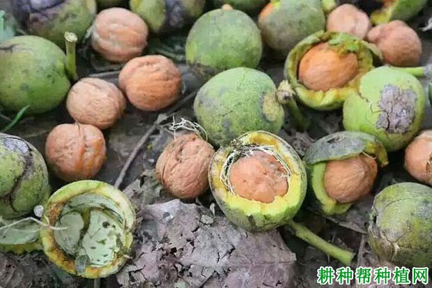 核桃成熟后怎么采摘? 核桃成熟后怎么采摘?