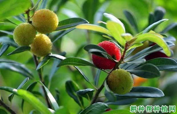 杨梅的生长习性是怎么样? 杨梅的生长习性是怎么样?