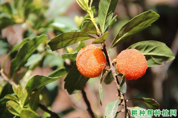 杨梅的生长习性是怎么样? 杨梅的生长习性是怎么样?