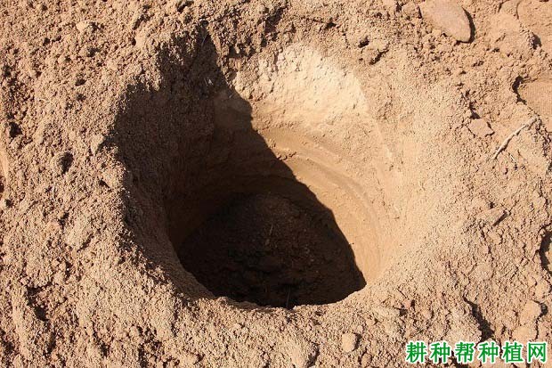 核桃苗移栽前要做什么准备? 核桃苗移栽前要做什么准备?