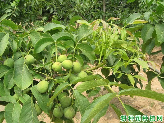 核桃果实什么时候成熟? 核桃果实什么时候成熟?