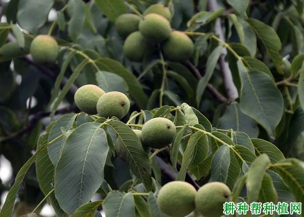 核桃果实什么时候成熟? 核桃果实什么时候成熟?