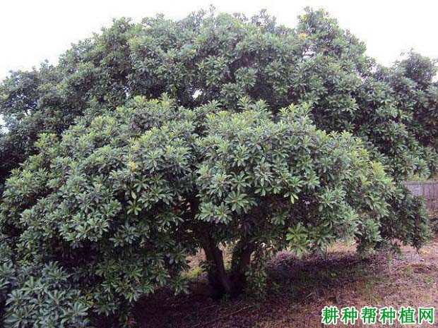 杨梅有哪些种类? 杨梅有哪些种类?