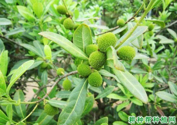 杨梅有哪些种类? 杨梅有哪些种类?