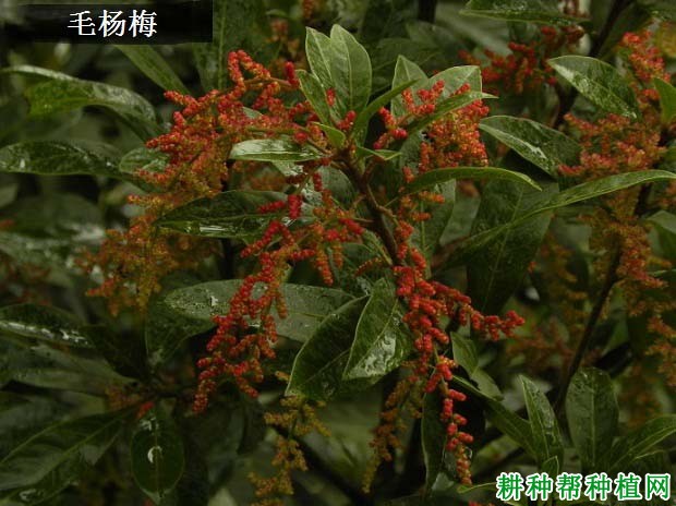 杨梅有哪些种类? 杨梅有哪些种类?