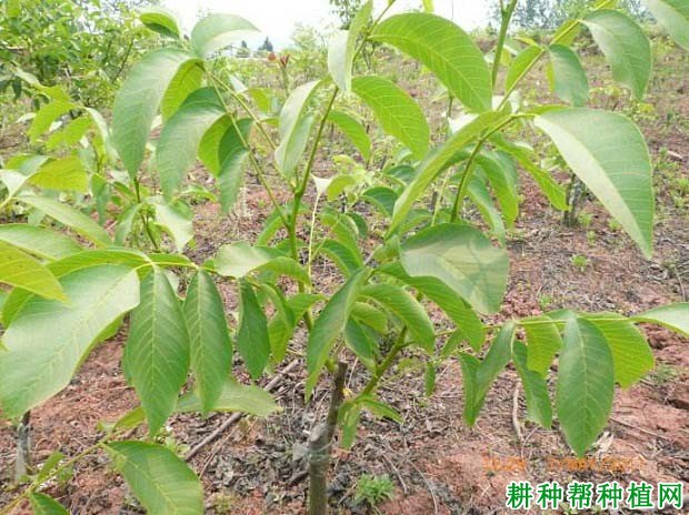 核桃嫁接苗如何管理? 核桃嫁接苗如何管理?