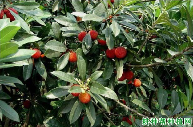 杨梅有哪些种类? 杨梅有哪些种类?