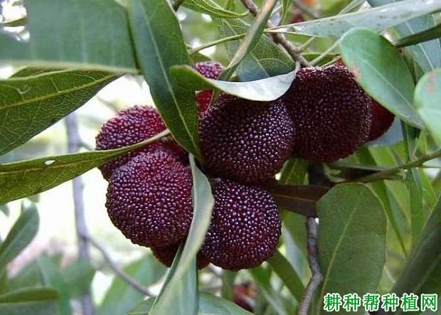杨梅有哪些种类? 杨梅有哪些种类?