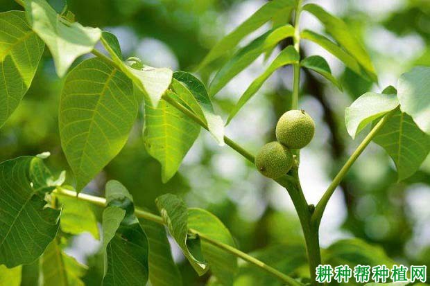 核桃果实生长习性是怎么样? 核桃果实生长习性是怎么样?