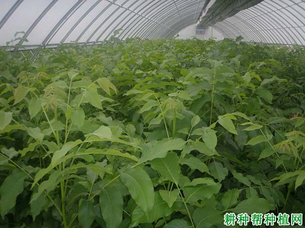 怎样嫁接核桃苗,核桃树苗的嫁接方法有几种? 怎样嫁接核桃苗,核桃树苗的嫁接方法有几种?