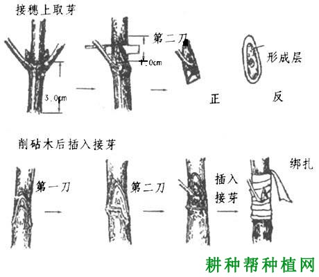 怎样嫁接核桃苗,核桃树苗的嫁接方法有几种? 怎样嫁接核桃苗,核桃树苗的嫁接方法有几种?