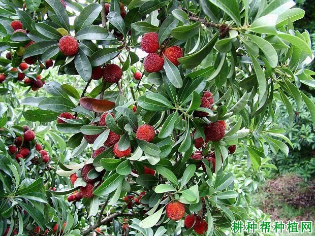 杨梅有什么药用价值? 杨梅有什么药用价值?
