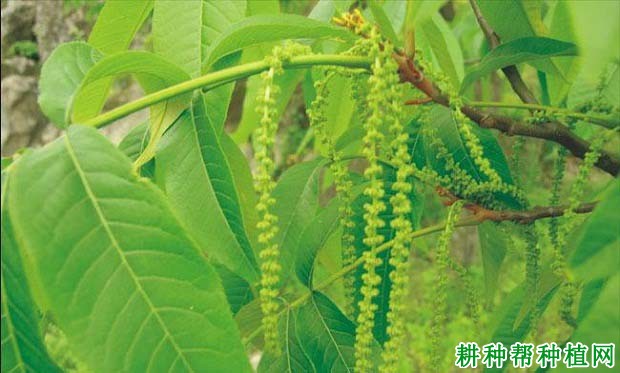 核桃的授粉有什么特点? 核桃的授粉有什么特点?