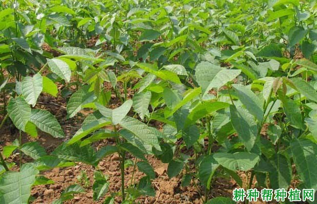 核桃苗圃期如何管理? 核桃苗圃期如何管理?