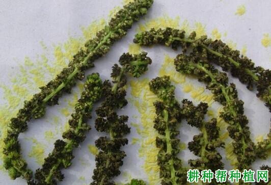 核桃的授粉有什么特点? 核桃的授粉有什么特点?