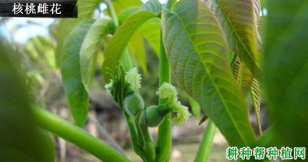 核桃的花分为几种? 核桃的花分为几种?