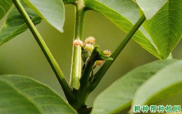 核桃的花分为几种? 核桃的花分为几种?