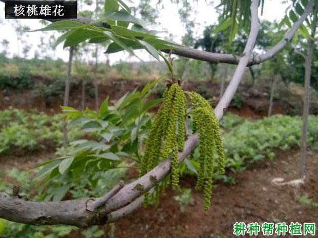 核桃的花分为几种? 核桃的花分为几种?