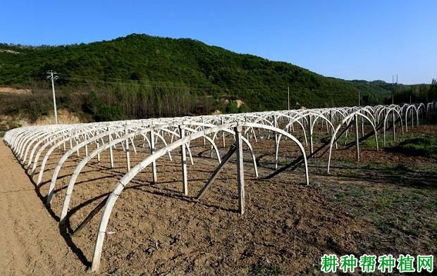 核桃什么时候可以播种育苗? 核桃什么时候可以播种育苗?