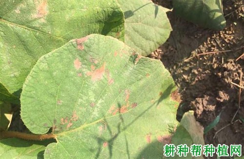 猕猴桃叶枯病如何防治? 猕猴桃叶枯病如何防治?