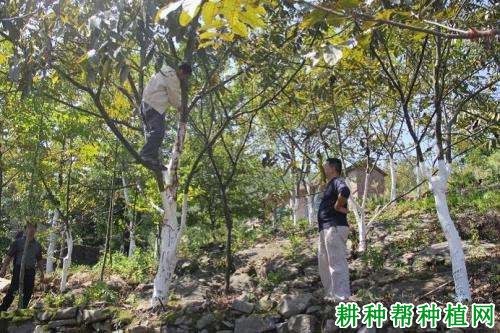 晚实核桃怎么样修剪? 晚实核桃怎么样修剪?