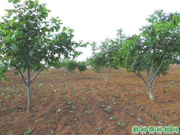 晚实核桃怎么样修剪? 晚实核桃怎么样修剪?