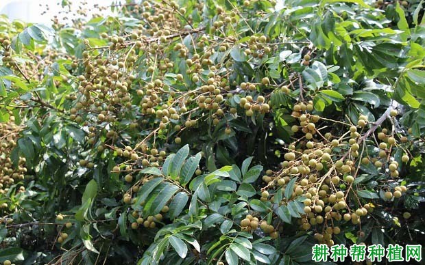 结果龙眼树怎么施肥,用什么肥料效果好? 结果龙眼树怎么施肥,用什么肥料效果好?