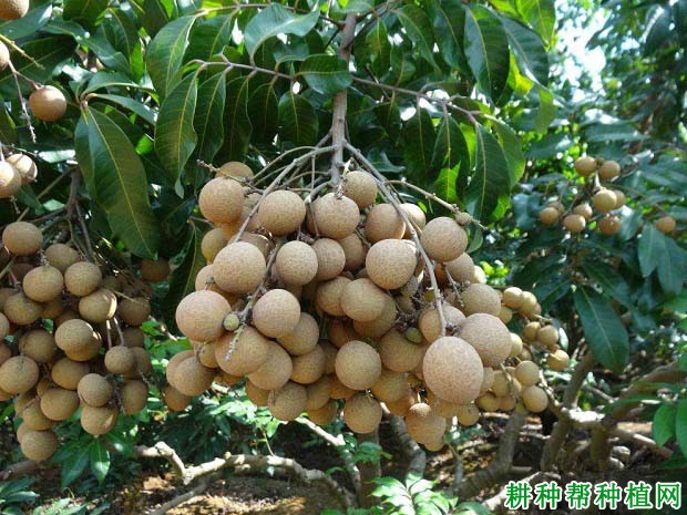 结果龙眼树怎么施肥,用什么肥料效果好? 结果龙眼树怎么施肥,用什么肥料效果好?