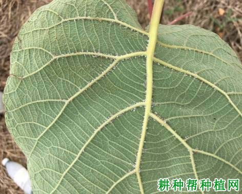猕猴桃白粉病如何防治? 猕猴桃白粉病如何防治?