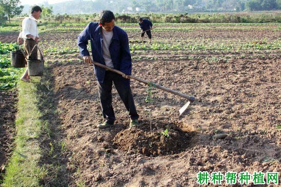 龙眼幼苗如何施肥,用什么肥好? 龙眼幼苗如何施肥,用什么肥好?