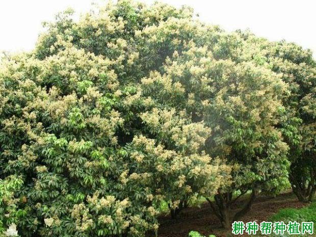 如何给结果荔枝树施肥,什么时候施肥好? 如何给结果荔枝树施肥,什么时候施肥好?