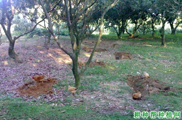 如何给结果荔枝树施肥,什么时候施肥好? 如何给结果荔枝树施肥,什么时候施肥好?