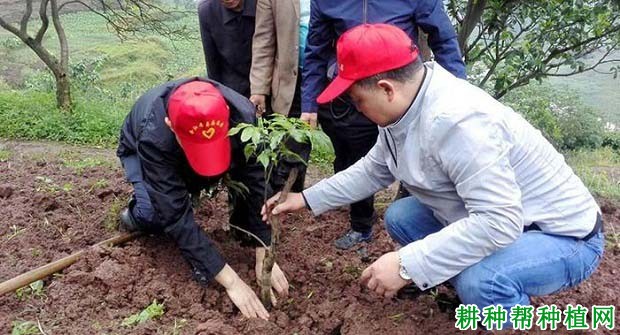荔枝幼树的施肥原则是怎么样,多少天施一次肥? 荔枝幼树的施肥原则是怎么样,多少天施一次肥?
