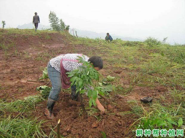 荔枝幼树的施肥原则是怎么样,多少天施一次肥? 荔枝幼树的施肥原则是怎么样,多少天施一次肥?