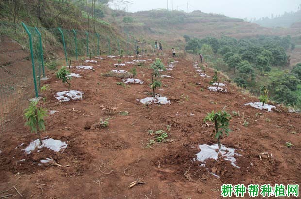 荔枝幼树的施肥原则是怎么样,多少天施一次肥? 荔枝幼树的施肥原则是怎么样,多少天施一次肥?