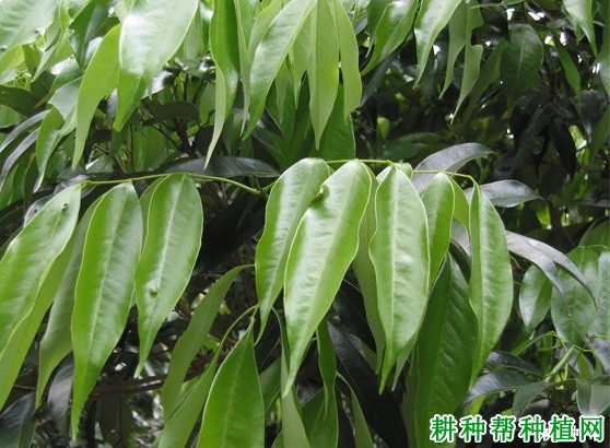 荔枝的生长习性是怎么样,有哪些特点? 荔枝的生长习性是怎么样,有哪些特点?