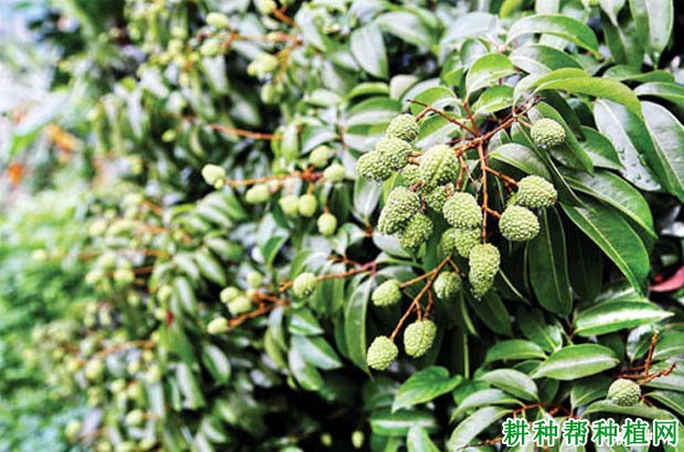 荔枝的生长习性是怎么样,有哪些特点? 荔枝的生长习性是怎么样,有哪些特点?