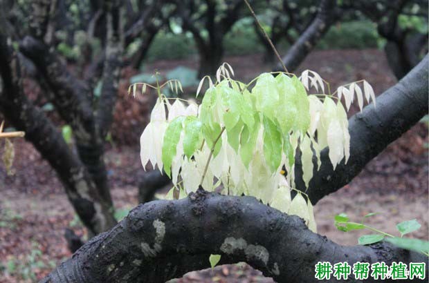 荔枝的生长习性是怎么样,有哪些特点? 荔枝的生长习性是怎么样,有哪些特点?